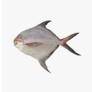 ปลาปอมเฟร็ทสีเงินสดแช่แข็งสีขาวปลาสด - Product Image 4