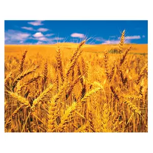 하이 퀄리티 유기농 통밀 곡물을 저렴한 가격에 판매 가능