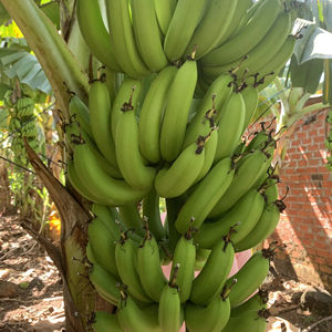 <b>Fresh</b> Cavendish <b>Banana</b> sweet taste firm structure tropical fruit perfect for trade and retail from Vietnam - Product Image 1