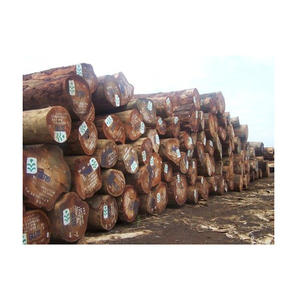 Troncos de pino al por mayor con un diámetro entre 15 y 40 cm, optimizados para la producción de madera y aplicaciones de construcción general. - Product Image 3