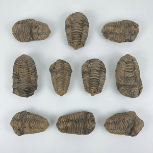 Venta al por mayor de mini fósiles auténticos de Trilobites calymene marroquíes - Product Image 1