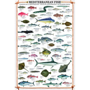 Impression artistique sur toile de poissons méditerranéens, encadrée, à suspendre au mur avec 2 supports pour affiches, occasion anniversaire - Product Image 2