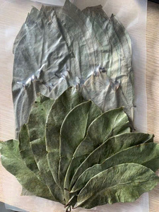 Feuilles de corossol séchées au soleil pour tisane et remèdes | Origine Vietnam - Product Image 6