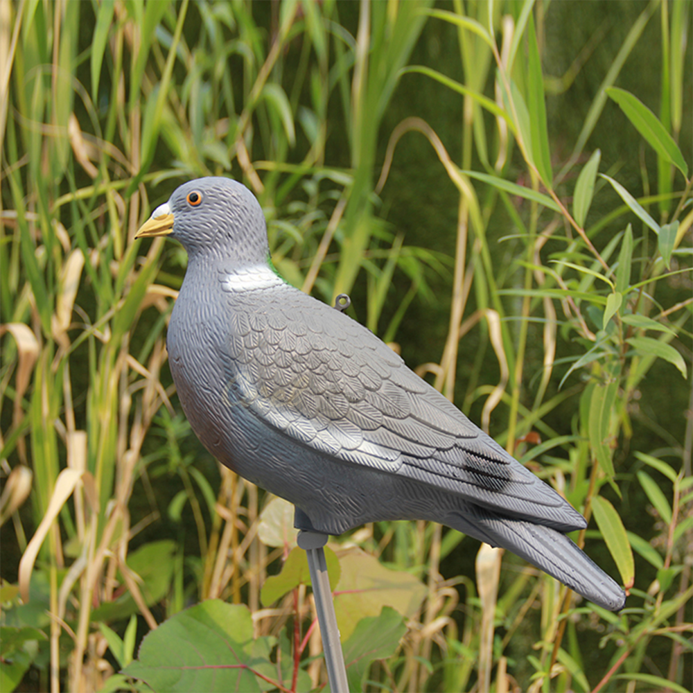 color for pigeon wings