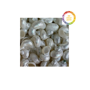 Magnifiques coquilles Turbo Bugress du Vietnam utilisées pour les bougeoirs, les décors côtiers ou les projets de bricolage - Product Image 1