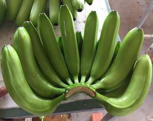 CAVENDISH BANANA Fruits tropicaux verts Banane fraîche prête à exporter 100% Vente en gros d'aliments biologiques naturels du Vietnam Fabricant - Product Image 2