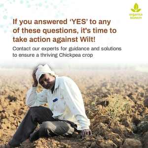 Garbanzo Protección Vegetal Por MagicGro Super - Product Image 4