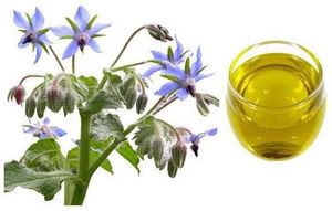 น้ำมันเรือบรรทุก borage สำหรับปรับสภาพเส้นผมจากอินเดีย