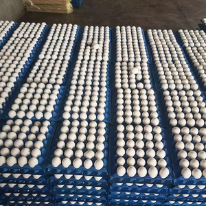 Tươi bảng gà trứng để bán từ Ba Lan - Product Image 1