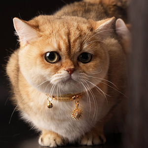 Colli di cristallo giranti 3D per cani e gatti, collari di lusso per gatti, prodotti unici per animali domestici, collari per cani e guinzaglio - Product Image 2