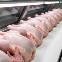 Paket jumlah besar ayam beku segar tanpa bulu tidak ada standar ekspor dengan pilihan pelabelan OEM