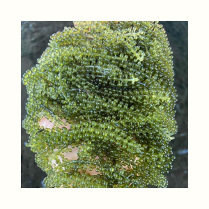 Alga marina Caulerpa Lentillifera (Seagrape) para procesamiento de alimentos, ingrediente para ensaladas, uso en sushi, envasada para distribución internacional. - Product Image 1