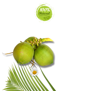 ผลิตภัณฑ์เพิ่มความชุ่มชื้นจากธรรมชาติมะพร้าวสดจากเวียดนามจากผลิตภัณฑ์ทางการเกษตร - Product Image 5