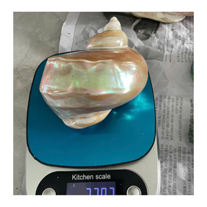 เปลือกหอยเปลือกหอยสีขาวและสีเขียวธรรมชาติจากผู้ส่งออกเวียดนามข้อมูลทองคำ99สำหรับการออกแบบและตกแต่ง - Product Image 4