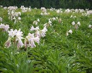 Planta natural pura de crinum latifolium, de alta calidad, a buen precio - Product Image 6