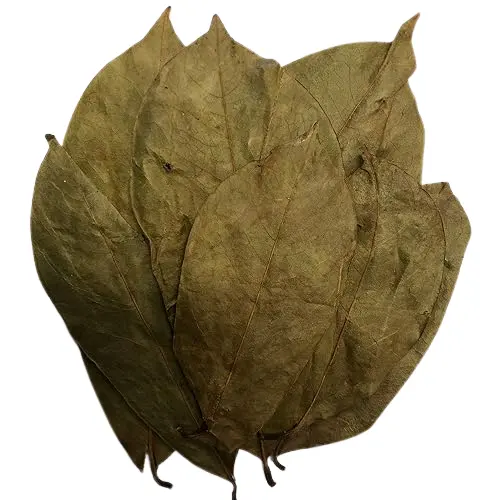 Feuilles de corossol séchées en vrac Récolte durable Graviola naturel Feuilles de plantes sauvages fraîches Guyabano Fruits Tisane Thé