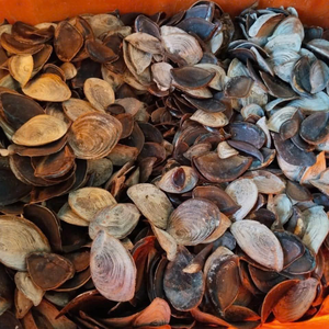 Vente en gros de coquilles d'opercule Premium Opercule à vendre du fournisseur du Viet Nam - Product Image 6