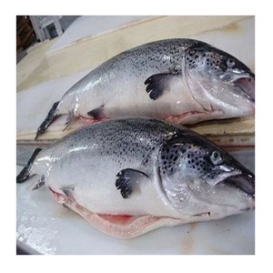 Salmón del Atlántico Fresco/Congelado de Primera Calidad en Venta al Precio Mayorista Más Bajo - Product Image 5