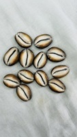 Perles en coquillages cauris naturels en gros, taille personnalisée avec trou, emballage en vrac pour cadeaux de plage, accessoires de bijoux DIY, disponible en promotion