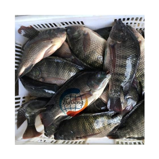 Замороженные морепродукты оптом замороженная рыба из филе тилапии для покупателя тилапии