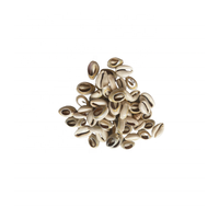 Coquillage cauri naturel en plusieurs couleurs pour l'artisanat et les illustrations de coquillages par le fournisseur 99 Gold Data Vietnam