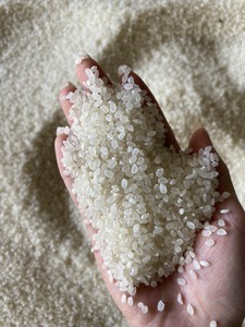 Arroz Japonica Superior Sin Gluten, Cosecha Sostenible, Arroz Blanco Vietnamita Premium de Grano Corto para Comercio Global - Product Image 3