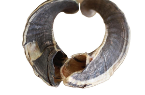 Grande trompette Shofar en corne de bélier de haute qualité avec des nuances claires, finition naturelle polie - Corne de bélier Shofar juif - Product Image 3