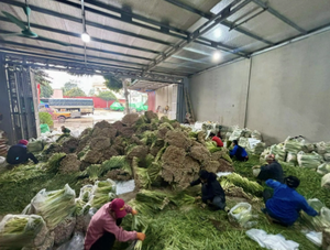 Proveedor y Exportador de Hierba Limón Fresca – Alta Calidad a Precios Competitivos, Hierba Natural Pura para Cocinar y Preparar Tés - Product Image 6