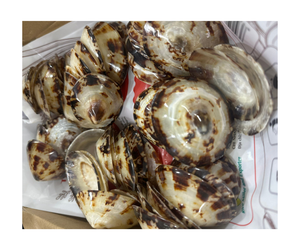 หอย limpet 5-8ซม. ของตกแต่งบ้านสไตล์สัตว์ขัดมัน - Product Image 1