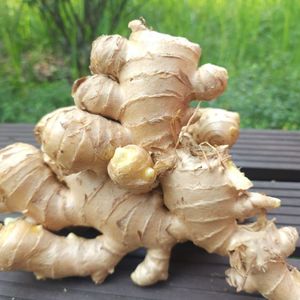 Vietnam Export Fresh Ginger/ Jiang/ Imbir-Nuevos compradores de jengibre fresco y seco (WA: + 84362512699) - Product Image 1