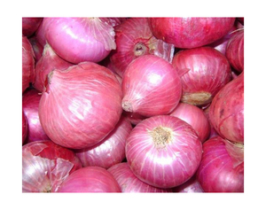 Cebolla Amarilla/Roja Fresca de Alta Calidad a Precio Económico por Tonelada de Nueva Cosecha, Empaque de 15 KG, Origen de Cebollas Amarillas Frescas - Product Image 4