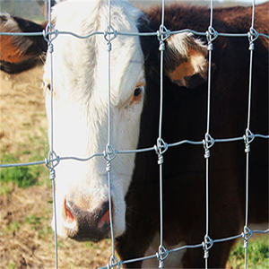 Vente chaude, clôture en fil de fer à nœuds fixes, clôture en maille pour bétail, clôture en maille pour terrain de paintball, 330 pieds, <span class=keywords><strong>pas</strong></span> <span class=keywords><strong>cher</strong></span>, en vrac - Product Image 4