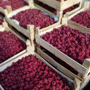 Framboises rouges fraîches de haute qualité, prix de gros - Product Image 5