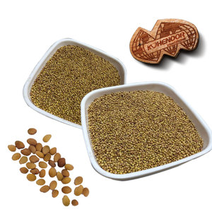 Trébol Berseem | Excelente Material de Ensilaje para Ganado - Product Image 4