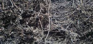 Gelée d'herbe à base de plantes THACH SUONG SAO pour la garniture de thé, congé de gelée d'herbe noire pour le pudding de thé au lait de haute qualité - Product Image 6