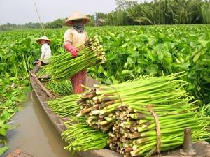 Dried Material - Dried Water Hyacinth for Making Handicrafts with 100% Natural TWISTED HYACINTH <b>ROPE</b> HIGH QUALITY - Product Image 2