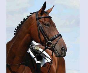 Bridon en cuir de qualité supérieure pour cheval, en cuir véritable brun, fabricant de bridons pour cheval, bonne qualité - Product Image 4