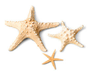 Estrella de mar natural, concha marina, artesanía de playa, estrellas de mar naturales, bricolaje, playa, boda, decoración artesanal, decoración del hogar - Product Image 5