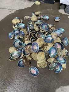 Décorez votre maison avec des coquilles d'ormeaux polies écologiques, des coquillages naturels pour une décoration tendance, événements en plein air, très populaires, chic - Product Image 4