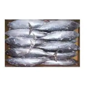 low cost frozen fish / tuna frozen fish