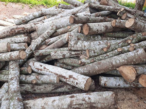 Estacas de Madera de Eucalipto de 3 m de Largo, Varios Diámetros de 6 cm a 10 cm para Uso en Jardines, Granjas o Acuicultura - Product Image 2