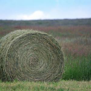 Heno de Alfalfa Seca Premium al por Mayor con Alta Digestibilidad para Alimentación de Cerdos, Ovejas, Cabras y Caballos - Product Image 4