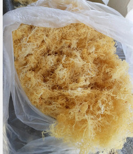 ลดกระหน่ำ!!! สาหร่าย Eucheuma cottonii แบบแห้งจากเวียดนาม/ผลิตภัณฑ์ส่งออกมาตรฐาน - Product Image 2