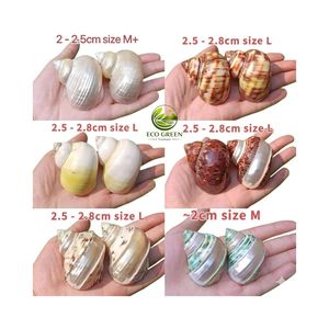 เปลือกหอยเทอร์โบสีเขียวจากโรงงานโดยตรง สำหรับเปลี่ยนเปลือกหอยของปูเสฉวน  ขายส่งเปลือกหอยทะเลธรรมชาติ  ปรับแต่งขนาดได้ - Product Image 1