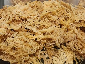 สาหร่ายทะเลแห้งแบบกําหนดเอง EUCHEUMA COTTONII เซมอสไอริชจากเวียดนามเทรซี่ - Product Image 4