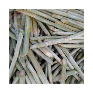 Bâtonnets de canne à sucre congelés IQF biologiques pour jus et cocktails emballage en vrac - Product Image 5