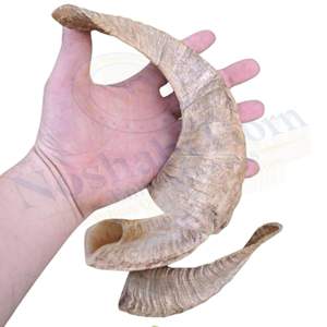 Corne de Noshahi Aliven's Produit d'outre-mer religieux de style animal en corne de bélier naturelle polie - Product Image 3