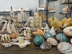 Proveedor de conchas marinas de Lapa al por mayor para decoración de Arte de joyería artesanal y piezas de colección - Product Image 6