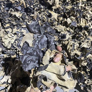 Champignon en bois séché-champignon de haute qualité au VIETNAM // JENNIBUI + 84797005377 - Product Image 6