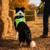 Qcool Harnais LED respirant en nylon avec collier et laisse, logo personnalisé, équipement de sécurité extérieur, vente en gros B2B, fabricant d'ensembles pour animaux de compagnie